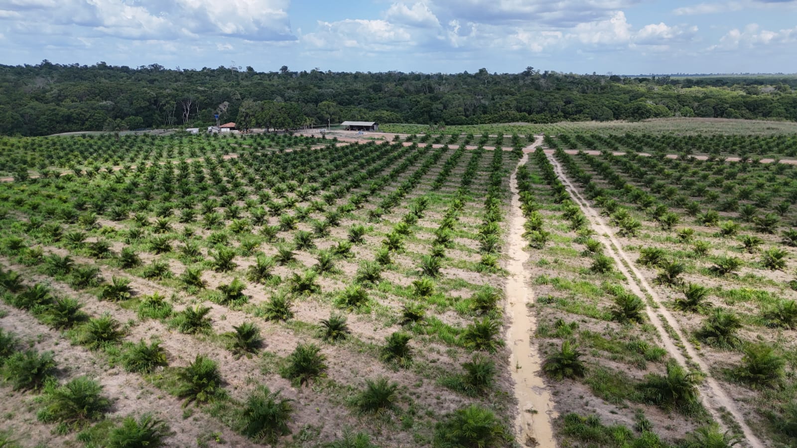 Vista aérea de quadras de plantio de dendê com ramais abertos