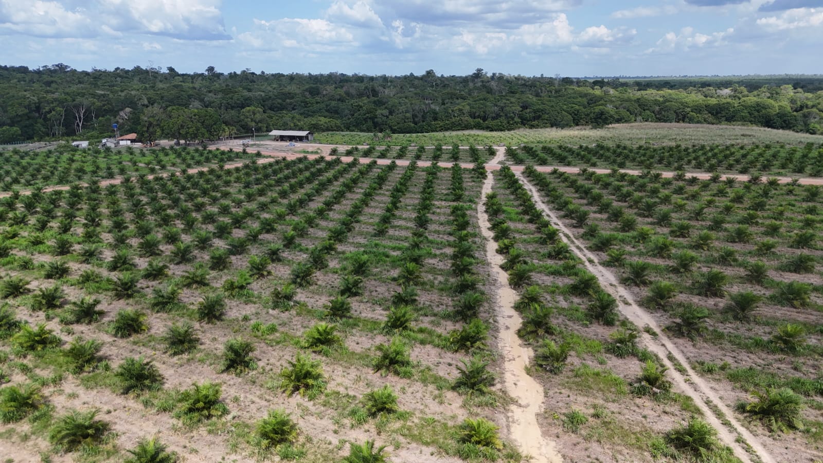 Ramal entre quadras de plantio e mata preservada