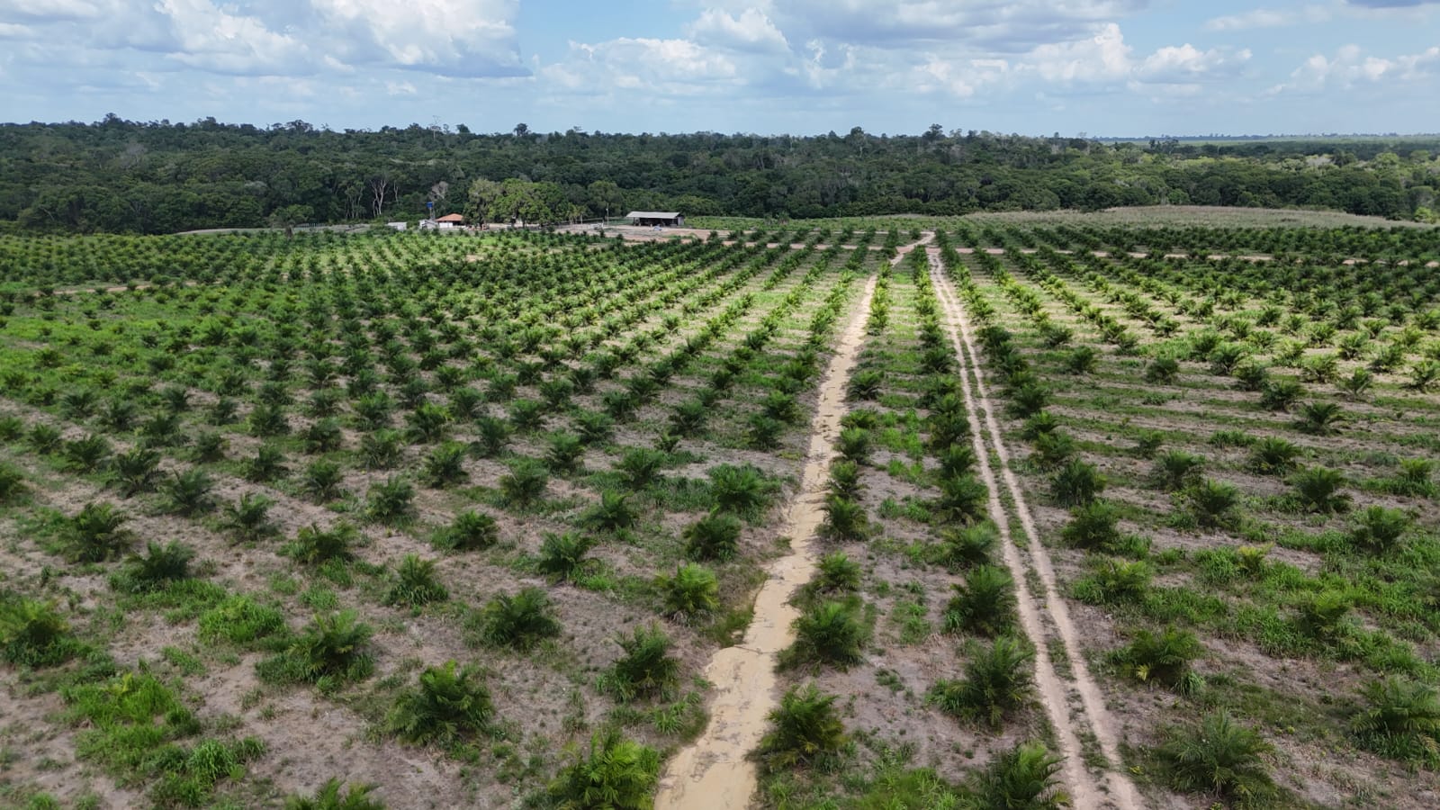Limite entre mata preservada e área recém-preparada