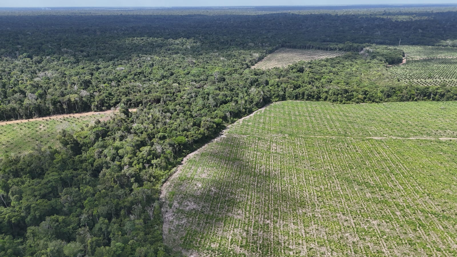 Área piqueteada e plantada em linhas, cercada por mata