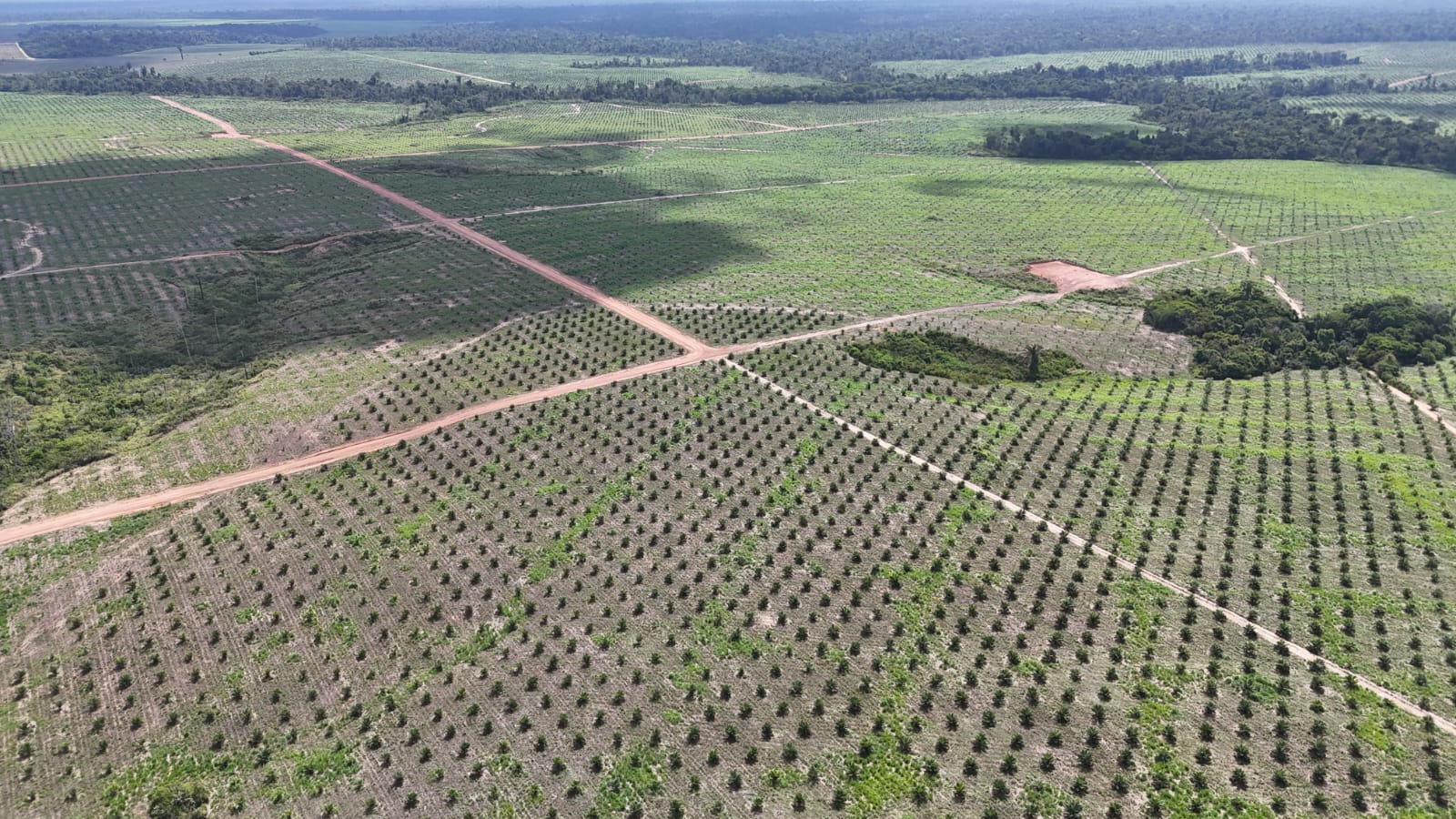 Plantio de dendê em desenvolvimento com acessos abertos
